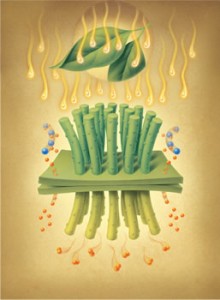 sztuczny_lisc-220x300
